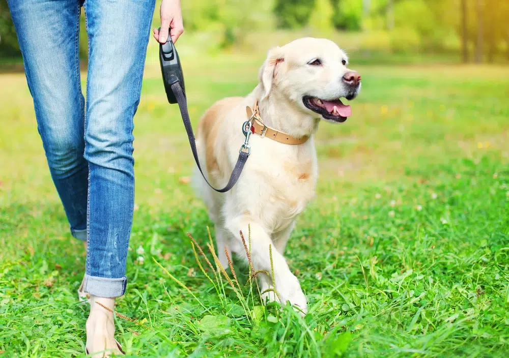 chien laisse acceptes camping
