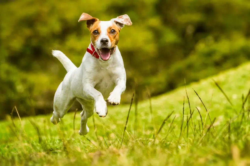 dog friendly hautes alpes